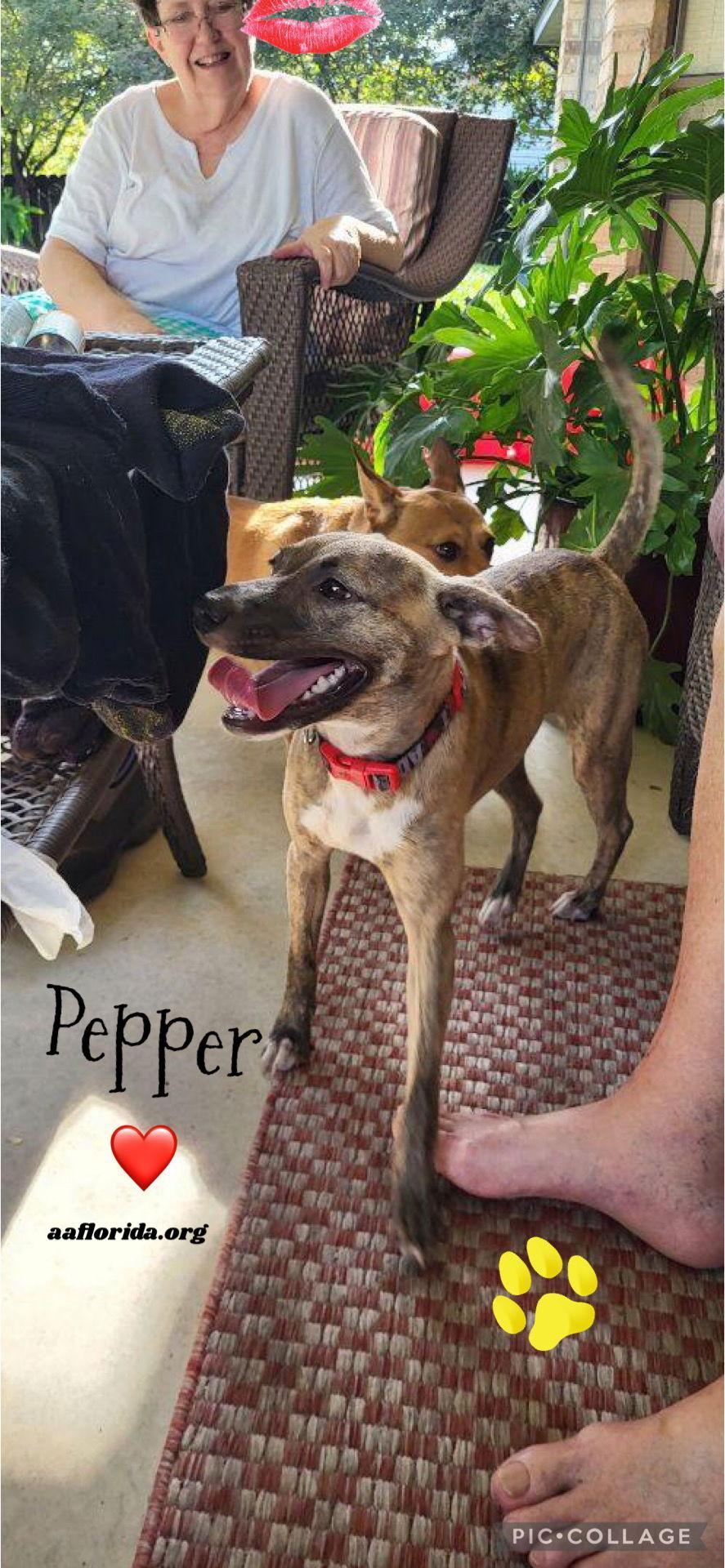 Enlarge Pepper, a Adoptable mixed breed in Pensacola, FL image 3/3