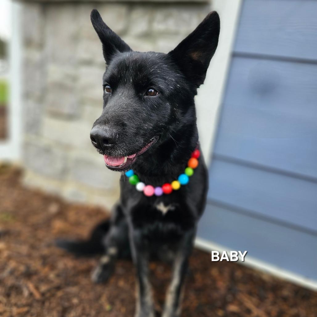 Baby, Adoptable, Adult Female German Shepherd Dog & German Shepherd Dog.