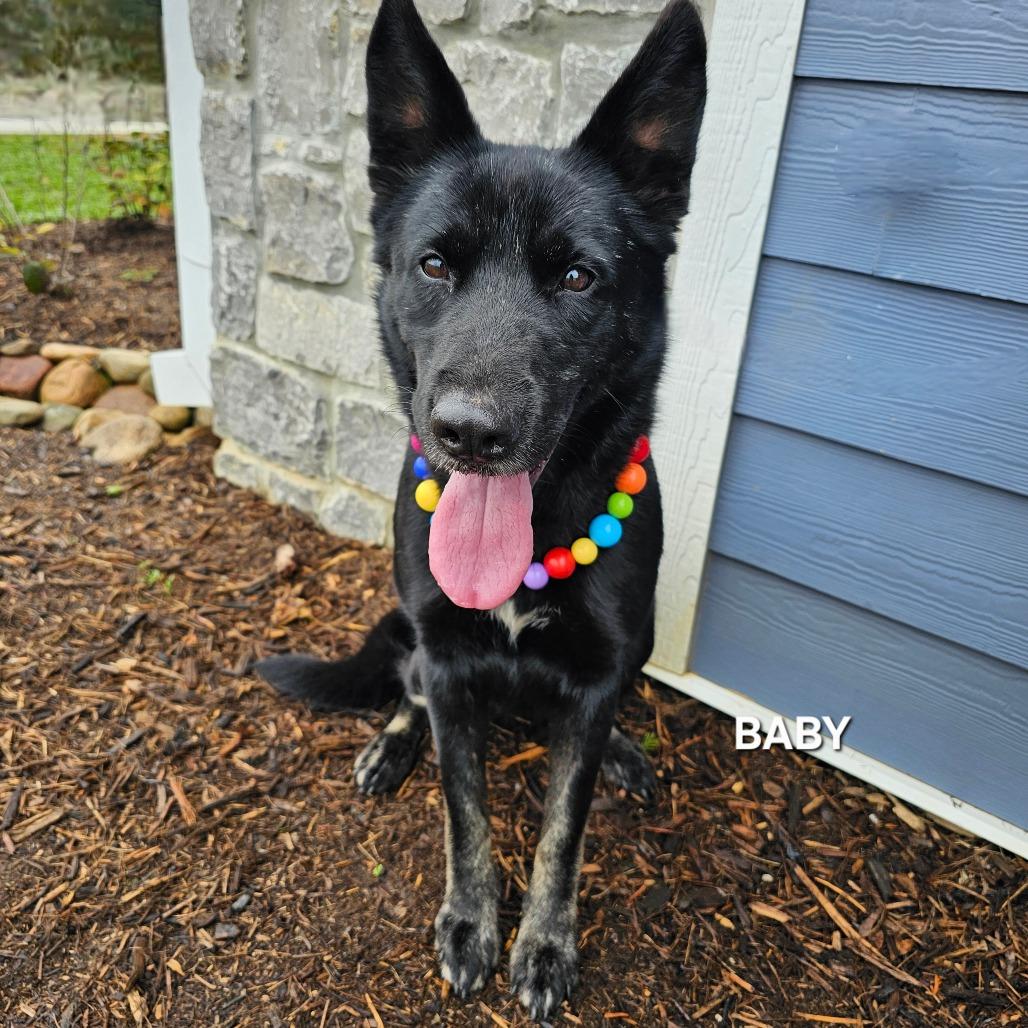 Enlarge Baby, a Adoptable mixed breed in Madisonville, TN image 2/5