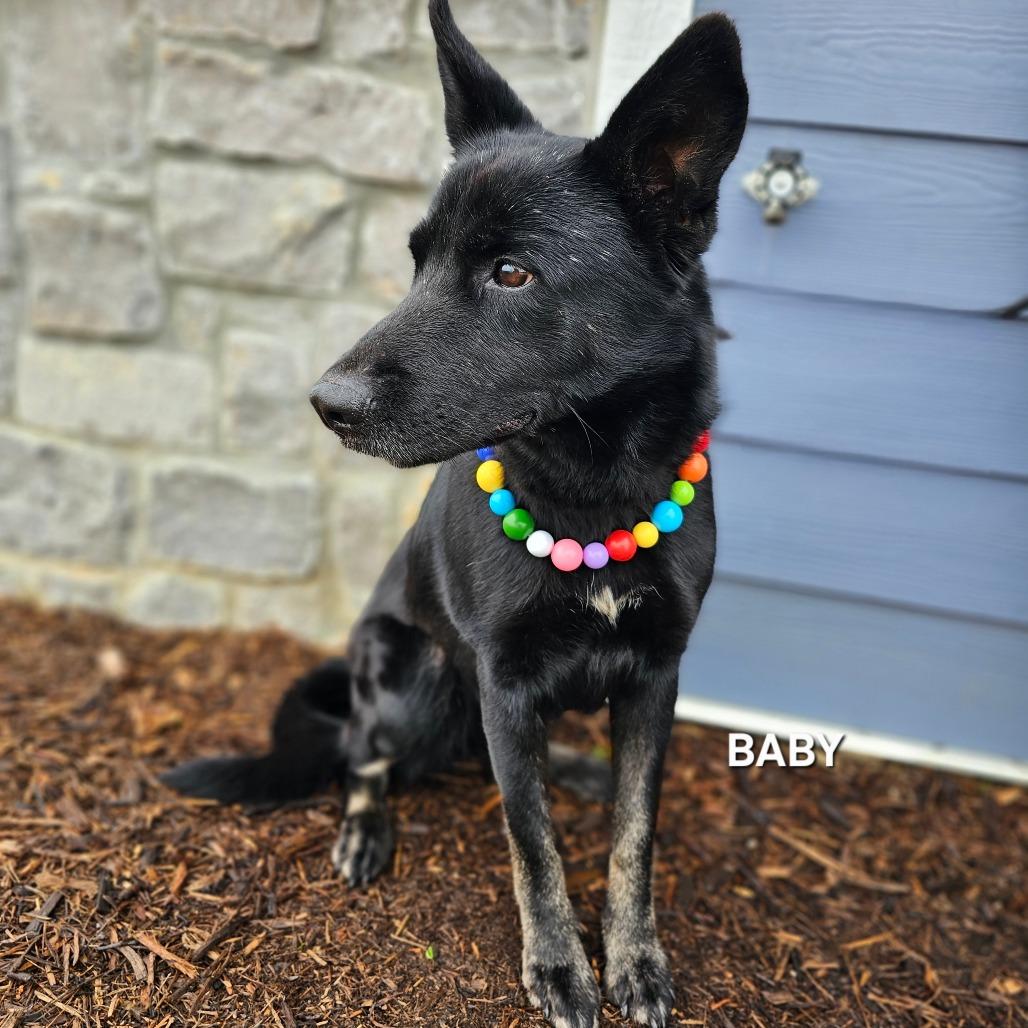 Enlarge Baby, a Adoptable mixed breed in Madisonville, TN image 3/5