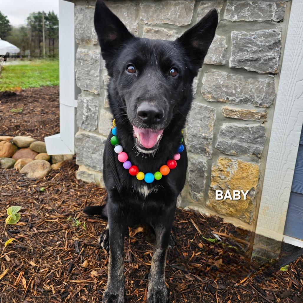 Enlarge Baby, a Adoptable mixed breed in Madisonville, TN image 4/5
