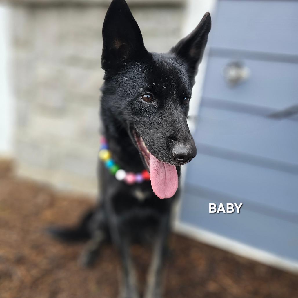 Enlarge Baby, a Adoptable mixed breed in Madisonville, TN image 5/5