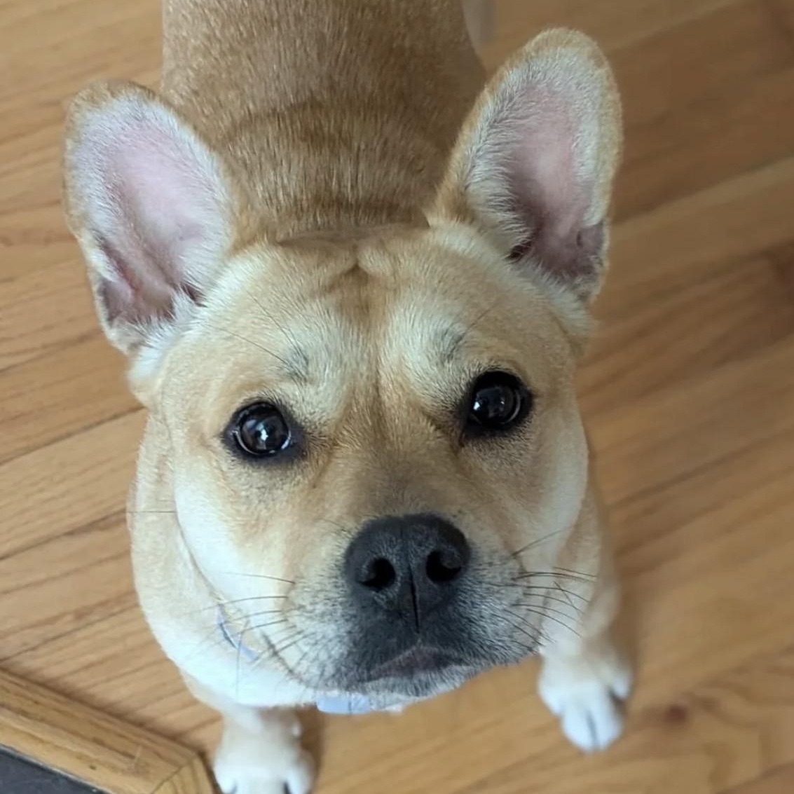 Enlarge Evie, an adopted mixed breed in Richmond, VA image 1/6