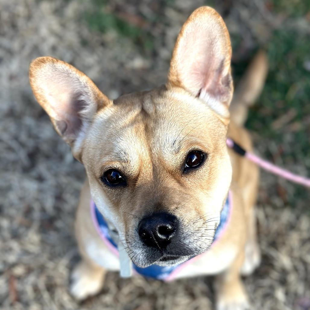 Enlarge Evie, an adopted mixed breed in Richmond, VA image 3/6