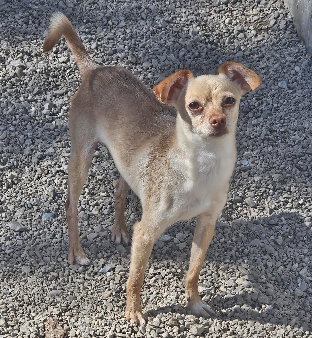 Enlarge Durfee, a Adopted mixed breed in Salt Lake City, UT image 1/2