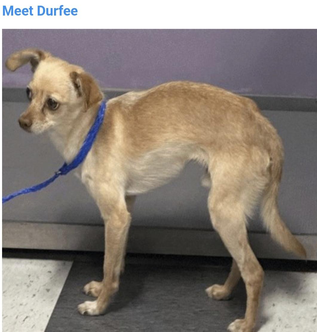 Enlarge Durfee, a Adopted mixed breed in Salt Lake City, UT image 2/2