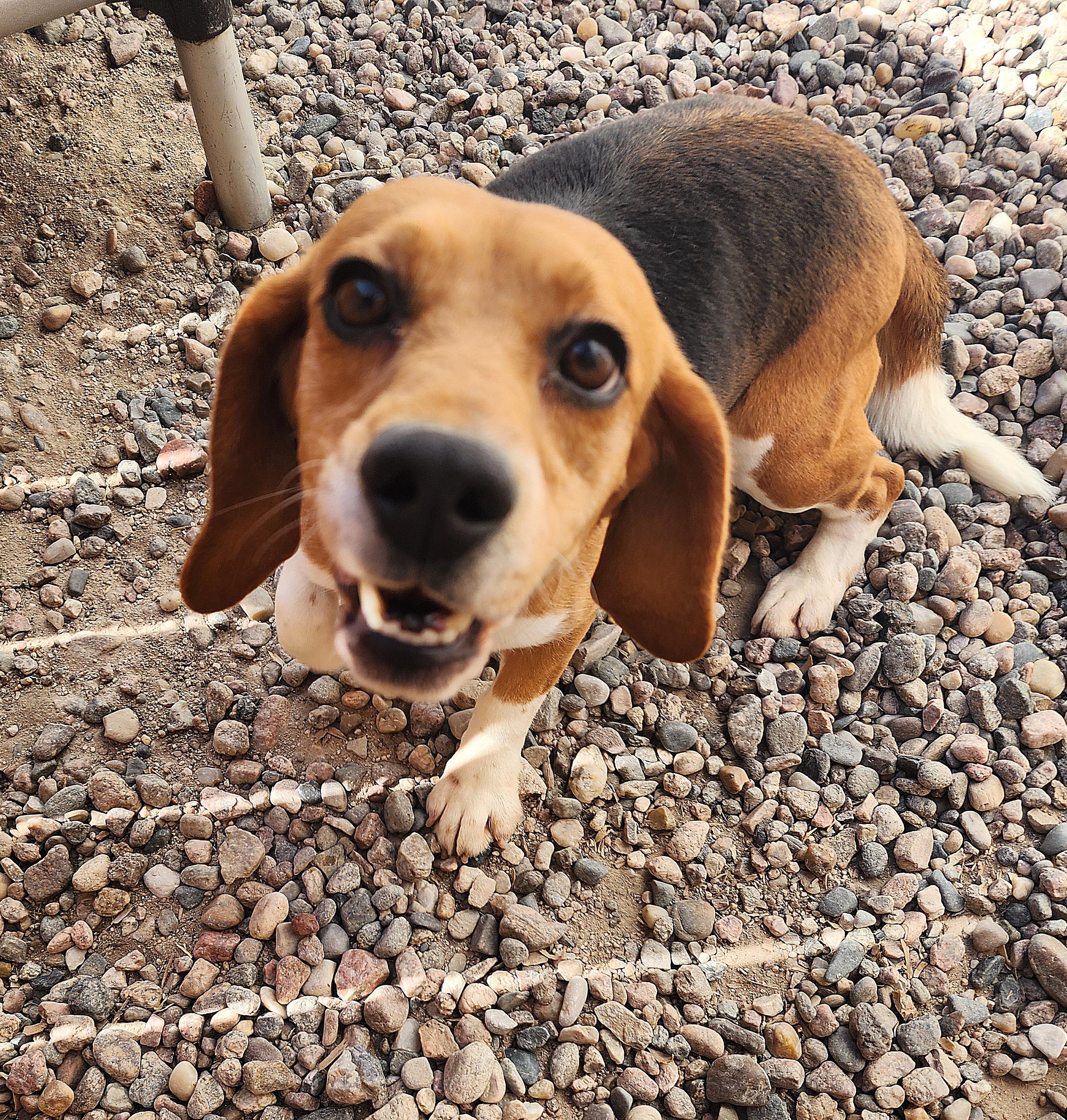 Edith Houghton, an adoptable Beagle in Hartville, WY, 82215 | Photo Image 1