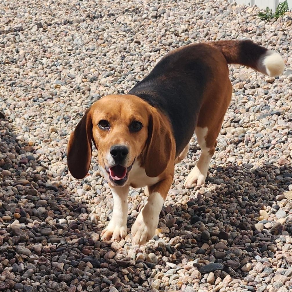 Edith Houghton, an adoptable Beagle in Hartville, WY, 82215 | Photo Image 2