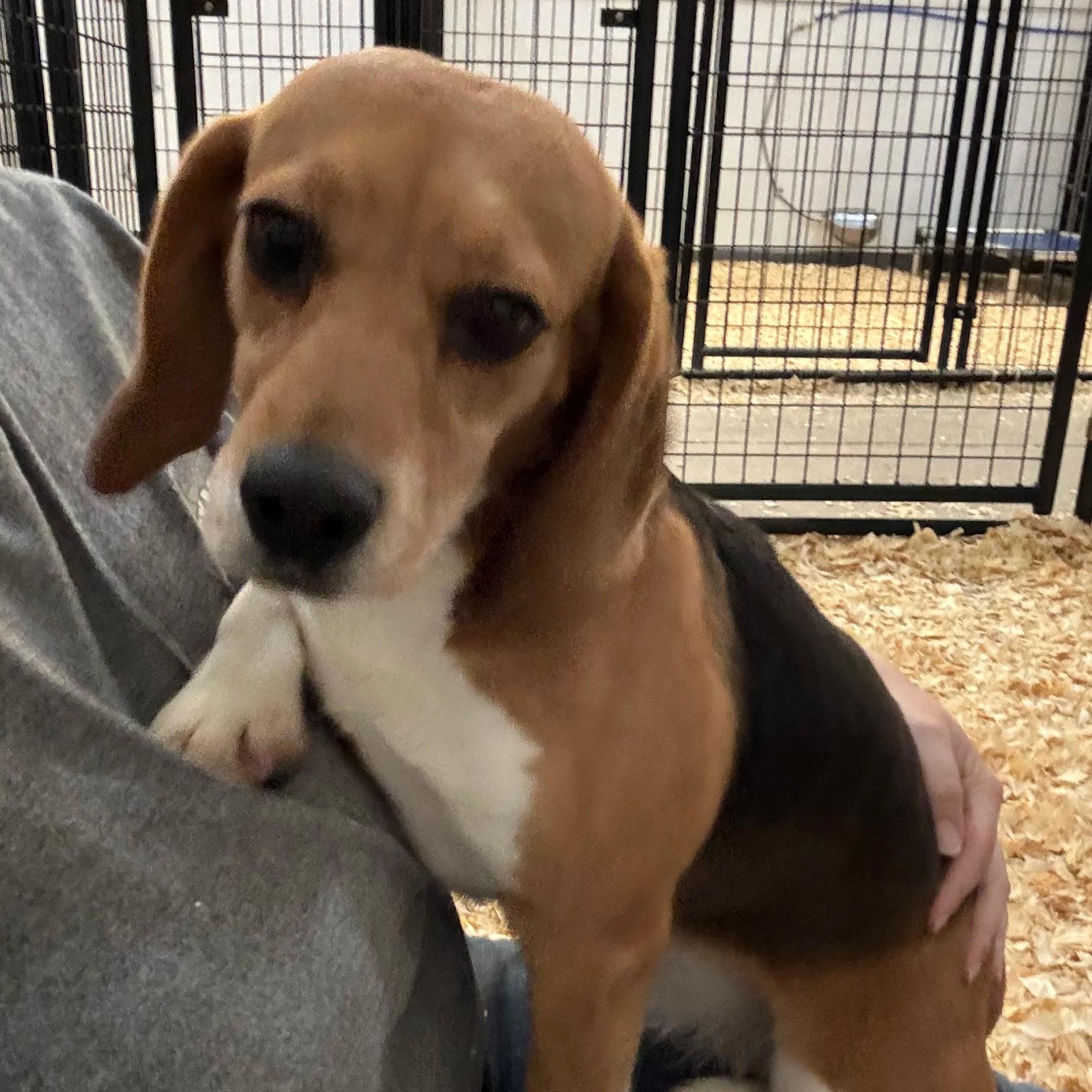Edith Houghton, an adoptable Beagle in Hartville, WY, 82215 | Photo Image 3