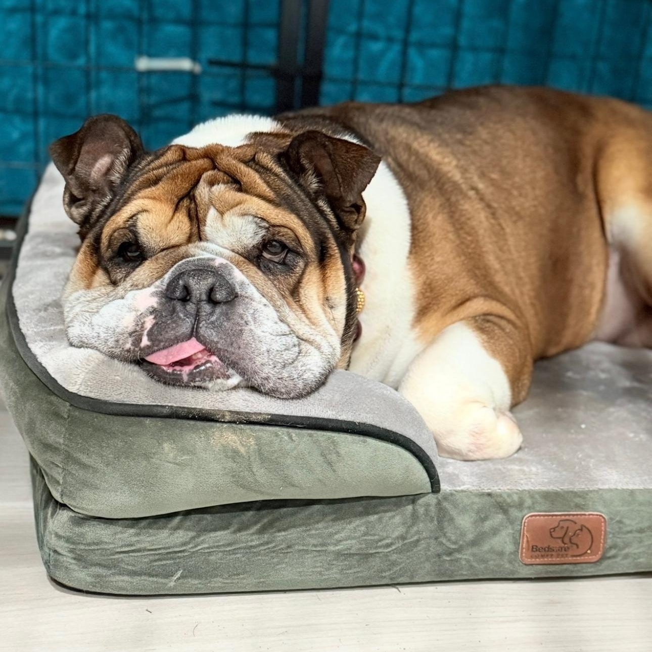 Espi , a ADOPTABLE Bulldog in Riverside, CA image 2/5