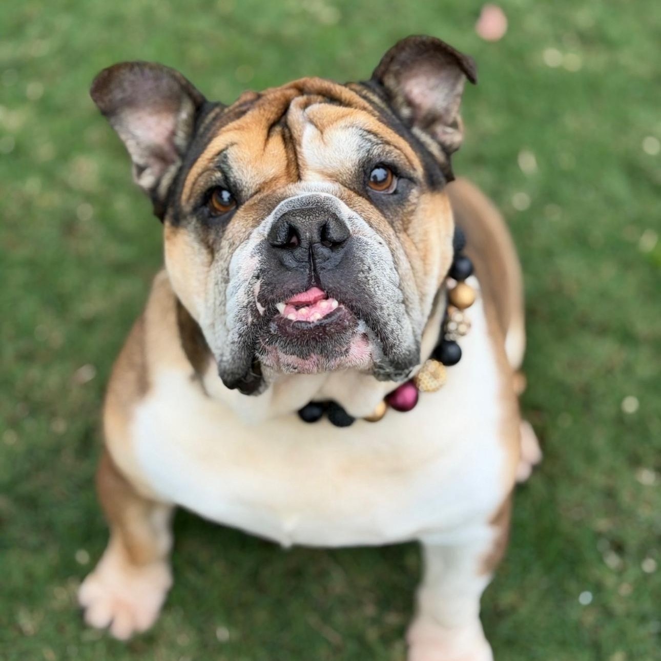 Espi , a ADOPTABLE Bulldog in Riverside, CA image 1/5