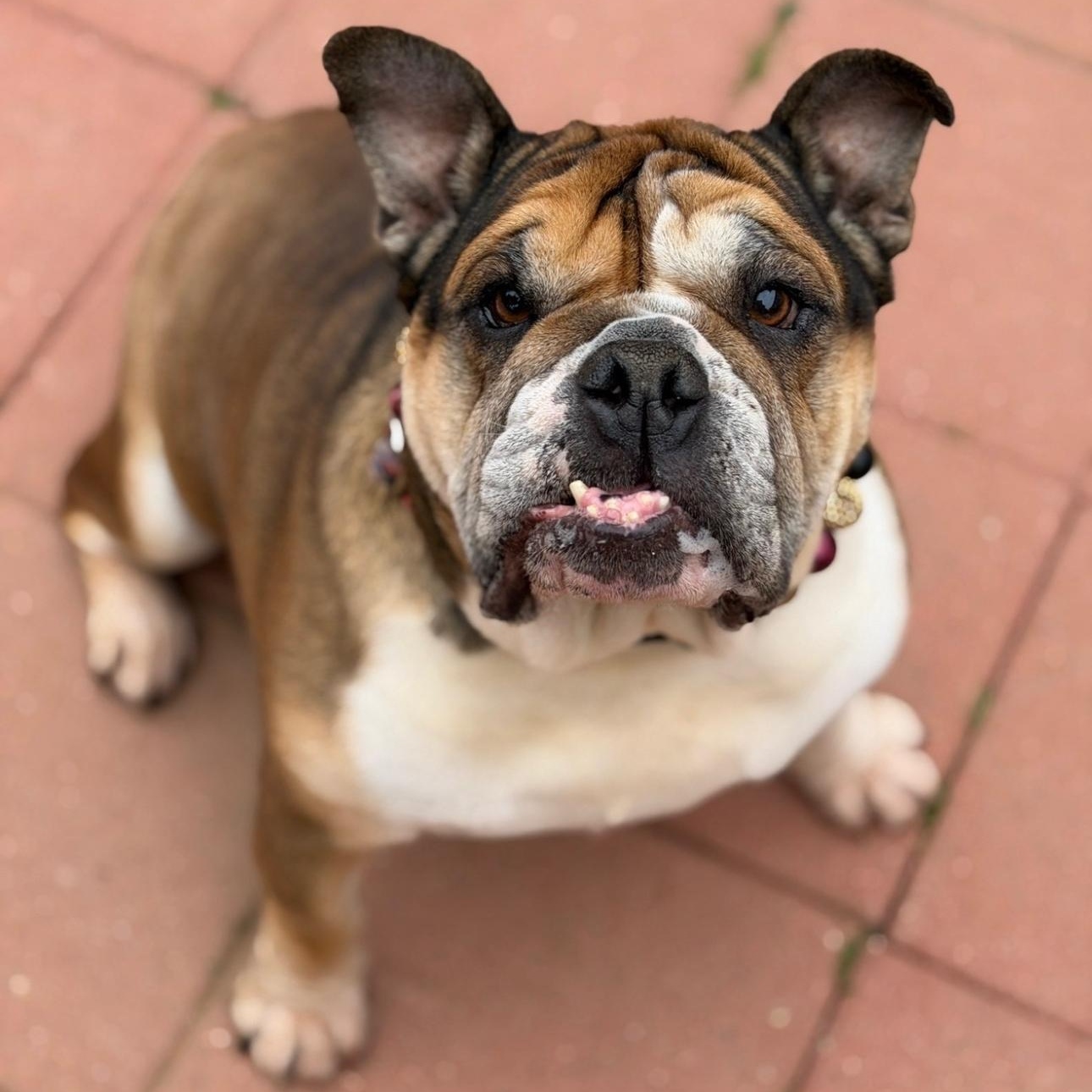 Espi , a ADOPTABLE Bulldog in Riverside, CA image 5/5