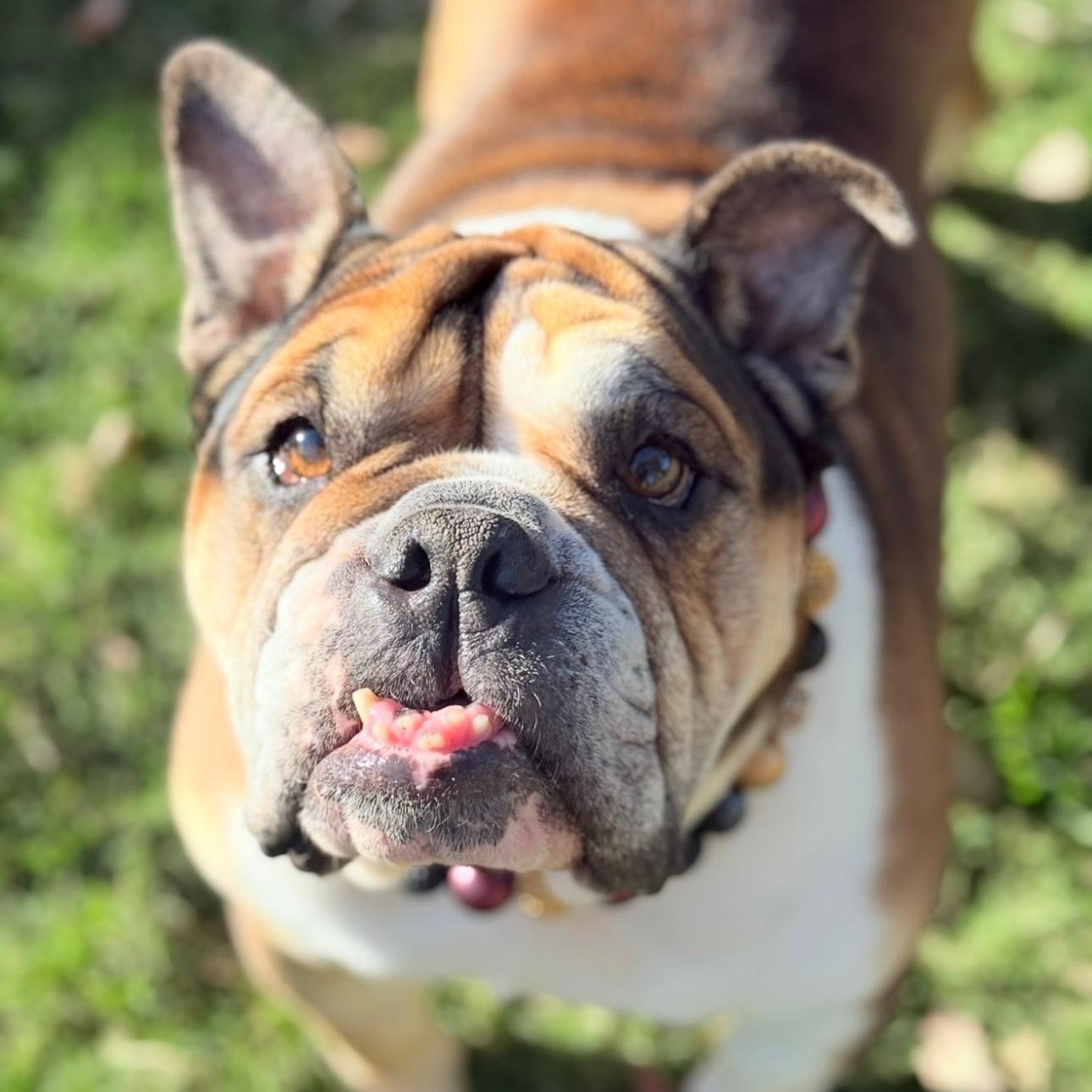 Espi , a ADOPTABLE Bulldog in Riverside, CA image 3/5