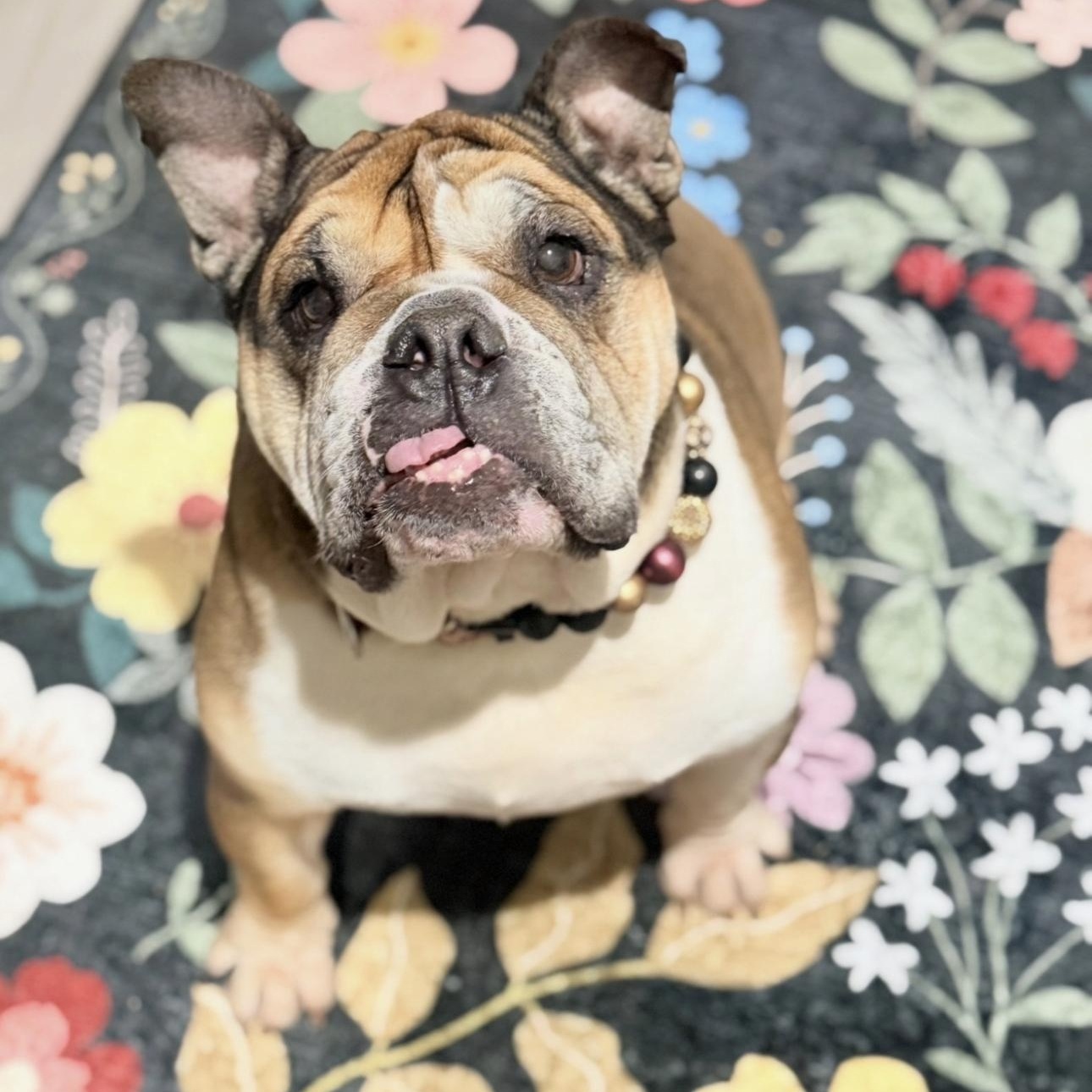 Espi , a ADOPTABLE Bulldog in Riverside, CA image 4/5