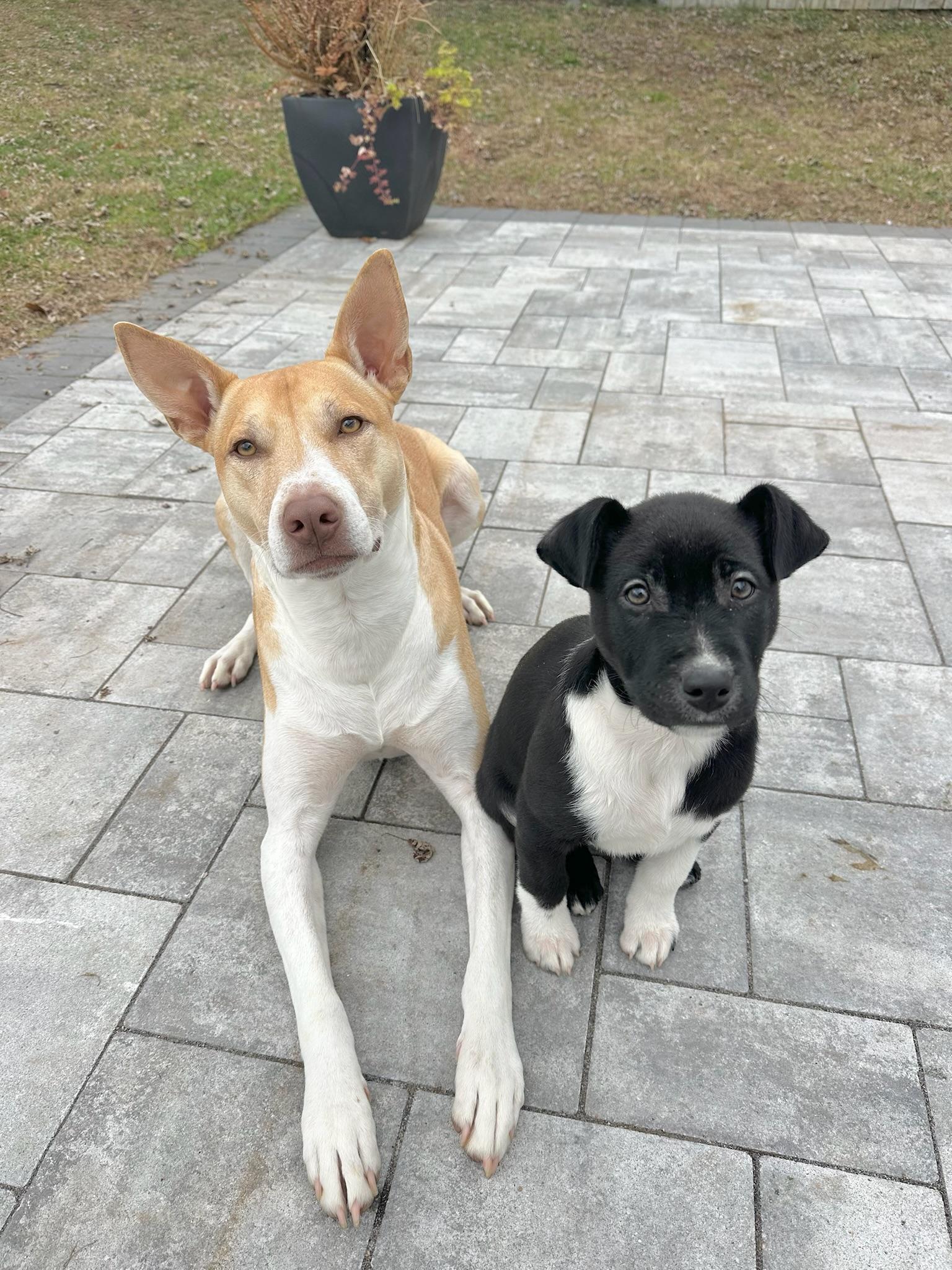 Enlarge Acorn, a Adoptable mixed breed image 1/5