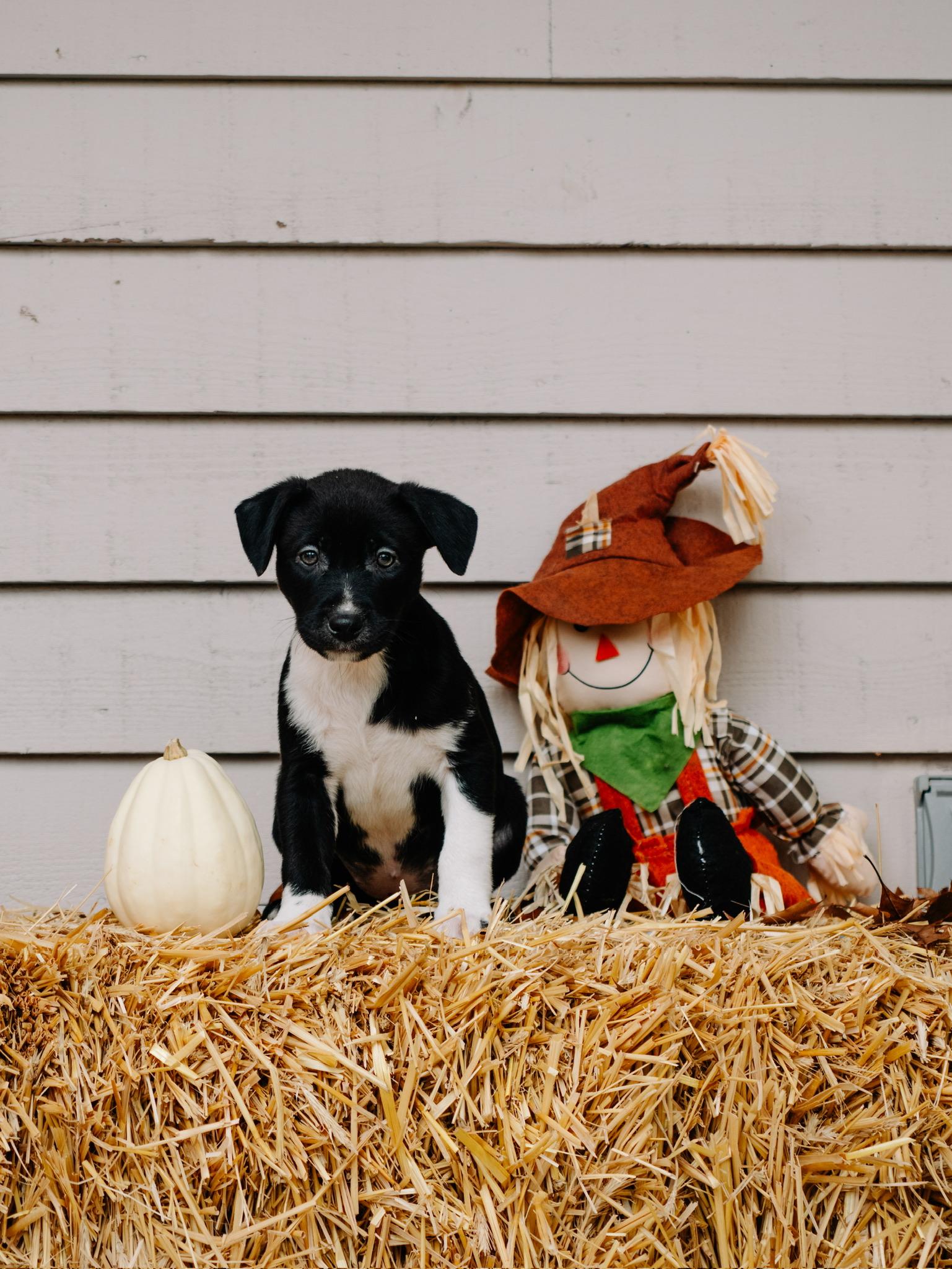 Enlarge Acorn, a Adoptable mixed breed image 2/5