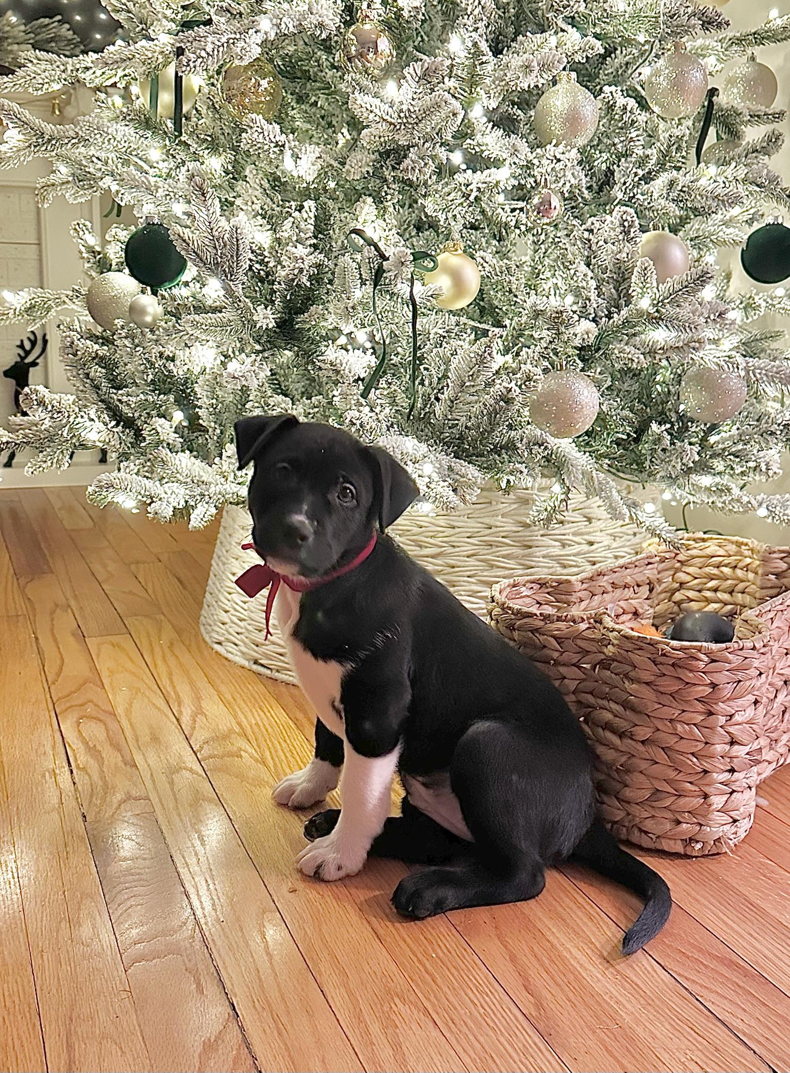 Enlarge Acorn, a Adoptable mixed breed image 3/5