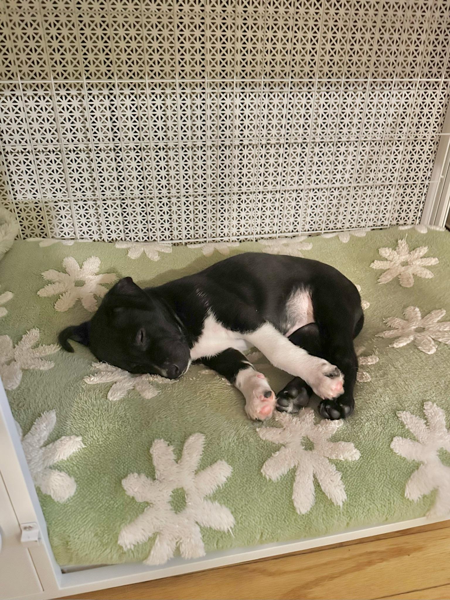 Enlarge Acorn, a Adoptable mixed breed image 4/5