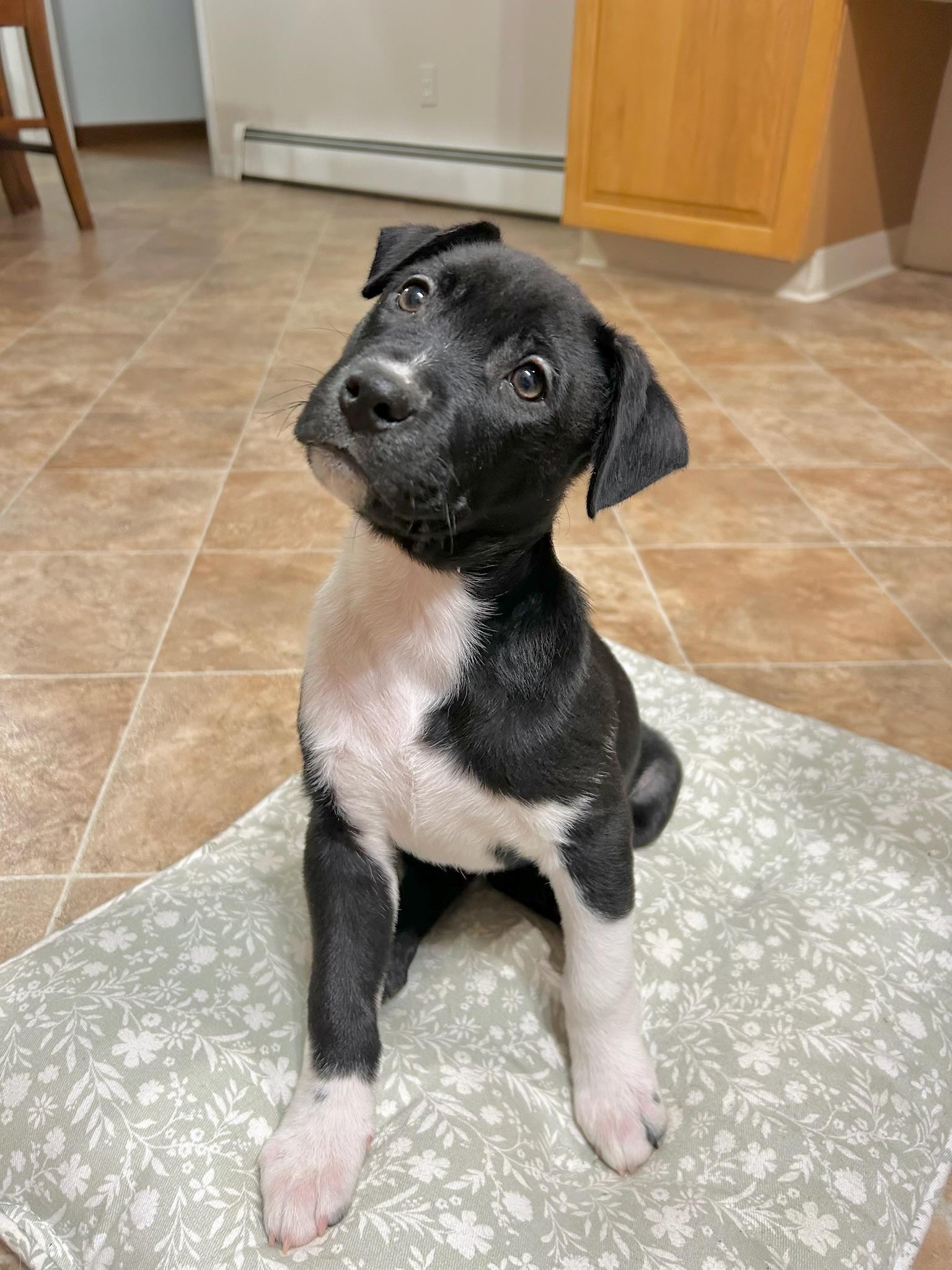 Enlarge Acorn, a Adoptable mixed breed image 5/5