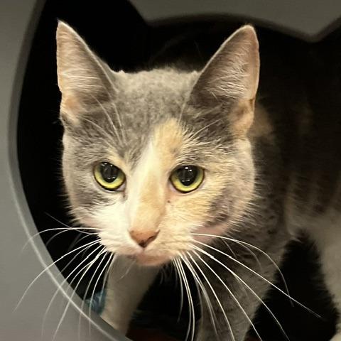 Enlarge Sorrel, a Adoptable Domestic Short Hair in Baltimore, MD image 1/1