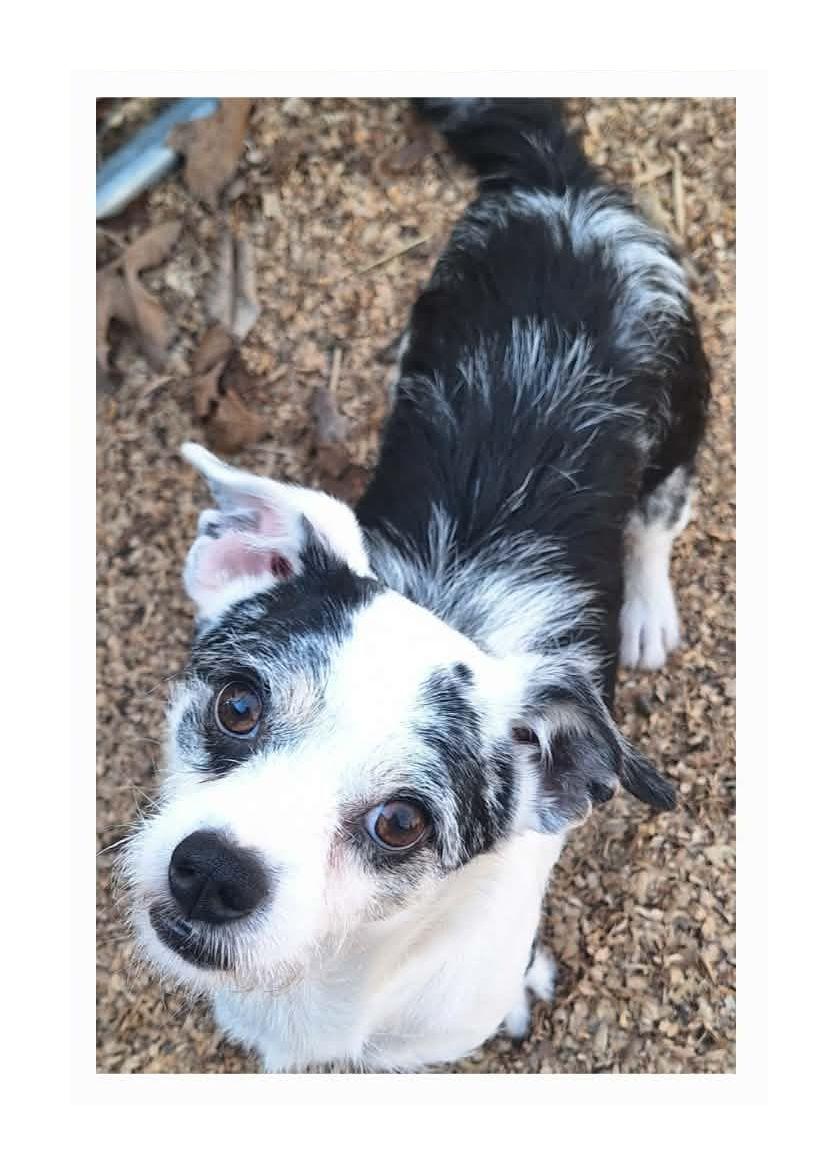 Jim, an adopted mixed breed in Melbourne, AR image 3/3