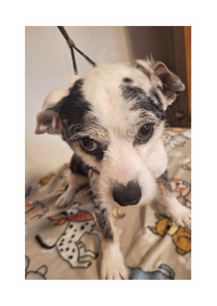 Jim, an adopted mixed breed in Melbourne, AR image 2/3