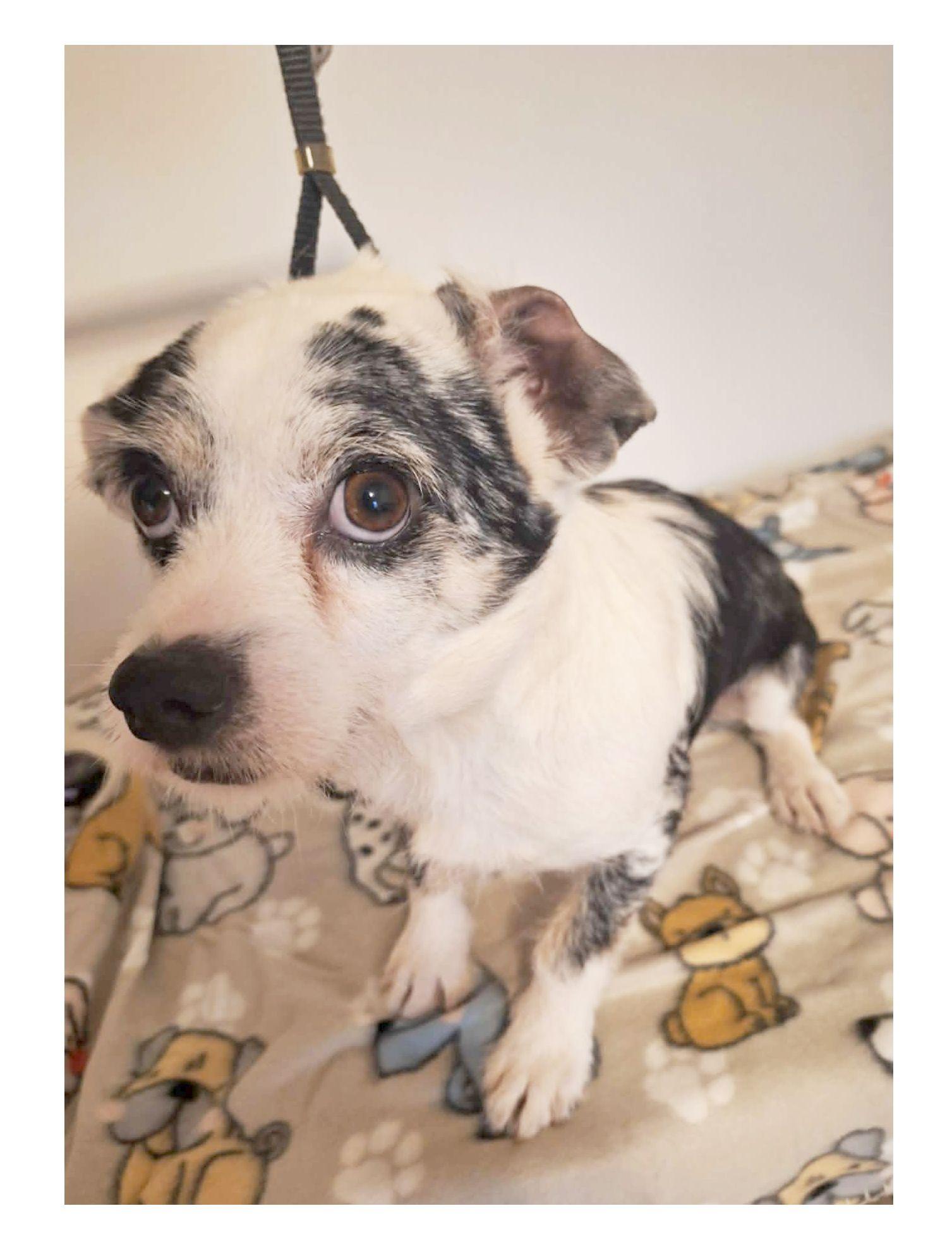 Jim, an adopted mixed breed in Melbourne, AR image 1/3