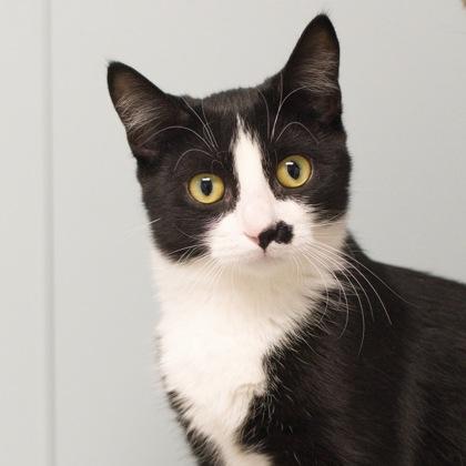 Nintendo, Adoptable, Kitten Female Domestic Short Hair & Domestic Short Hair.