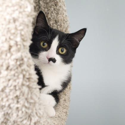 Enlarge Nintendo, a Adoptable Domestic Short Hair in Verona, WI image 2/3