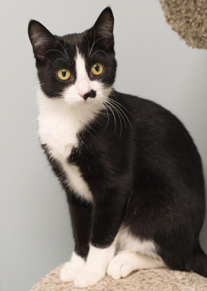 Enlarge Nintendo, a Adoptable Domestic Short Hair in Verona, WI image 3/3