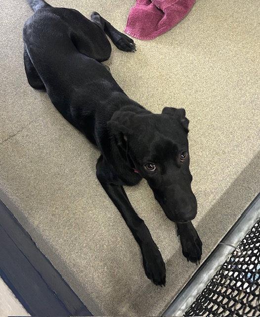 Enlarge Bella 1 Year AVAIL 4/22, a Adoptable Labrador Retriever in Sterling, MA image 1/1