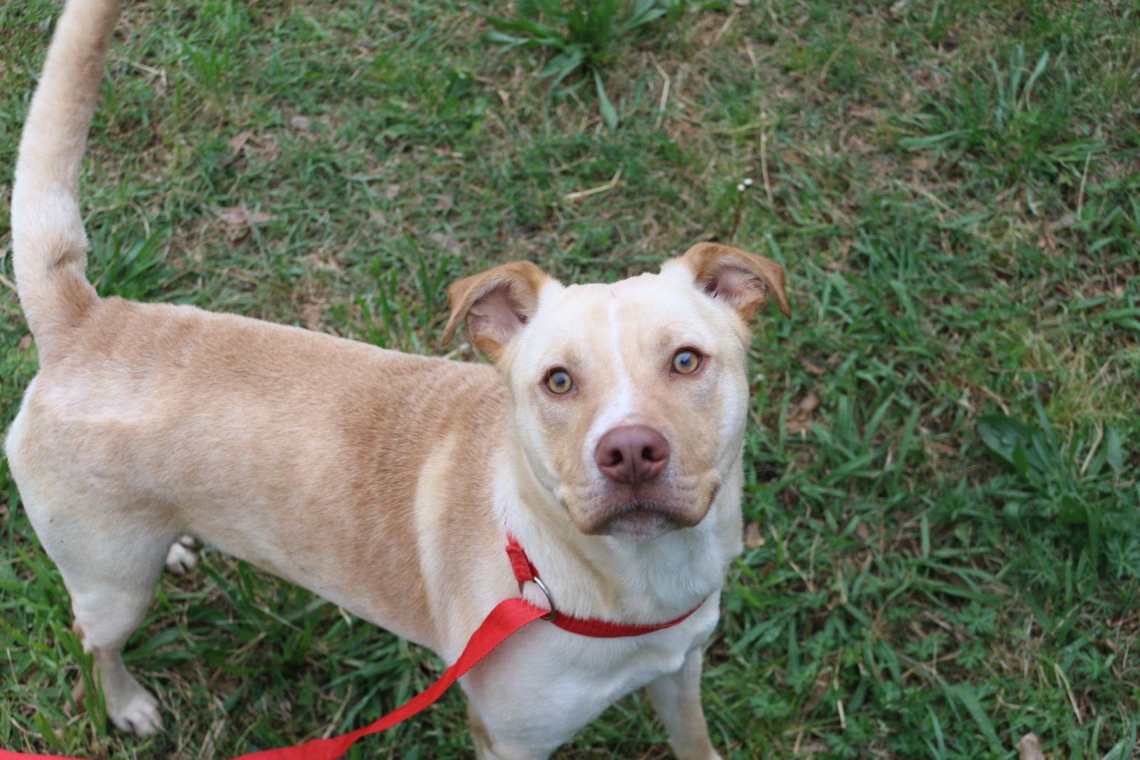 Yukon, a Adoptable Labrador Retriever in Jackson, MS image 2/5