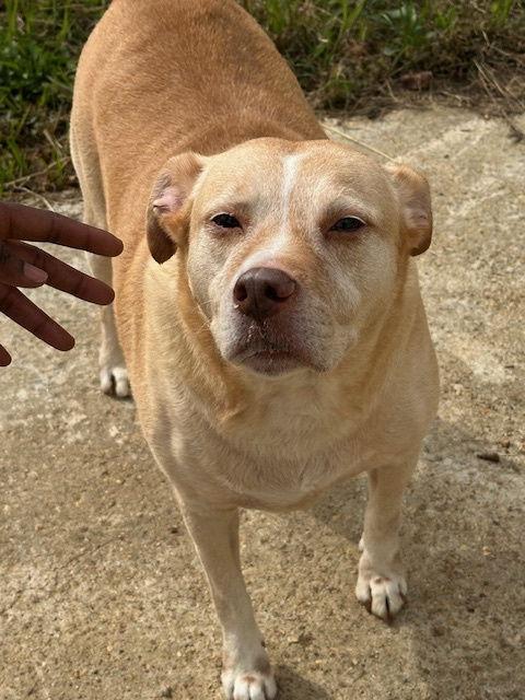 Yukon, a Adoptable Labrador Retriever in Jackson, MS image 3/5