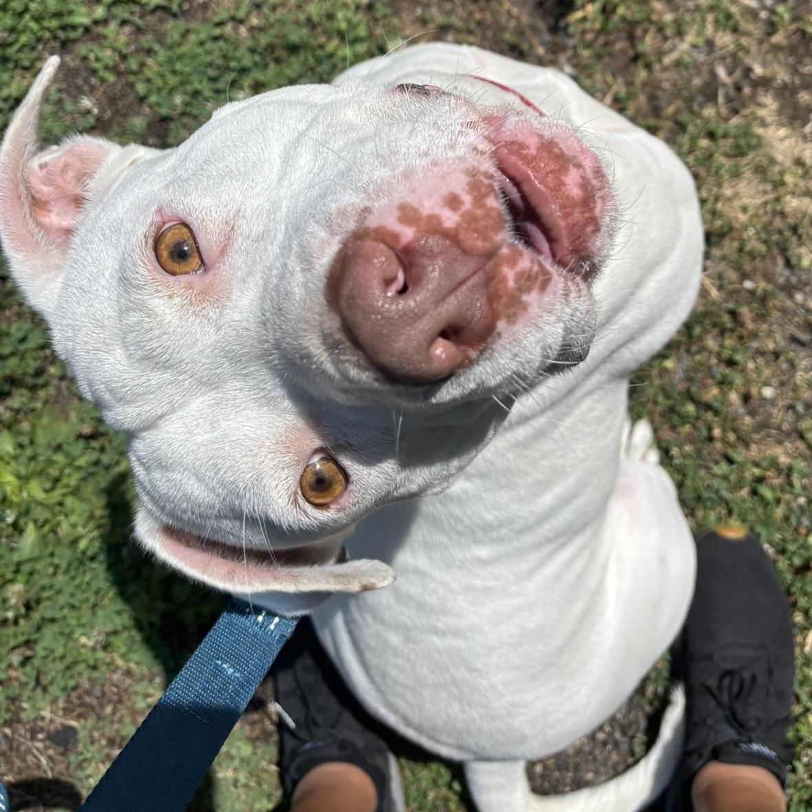 Luna, a Adoptable mixed breed in Pembroke, MA image 2/4