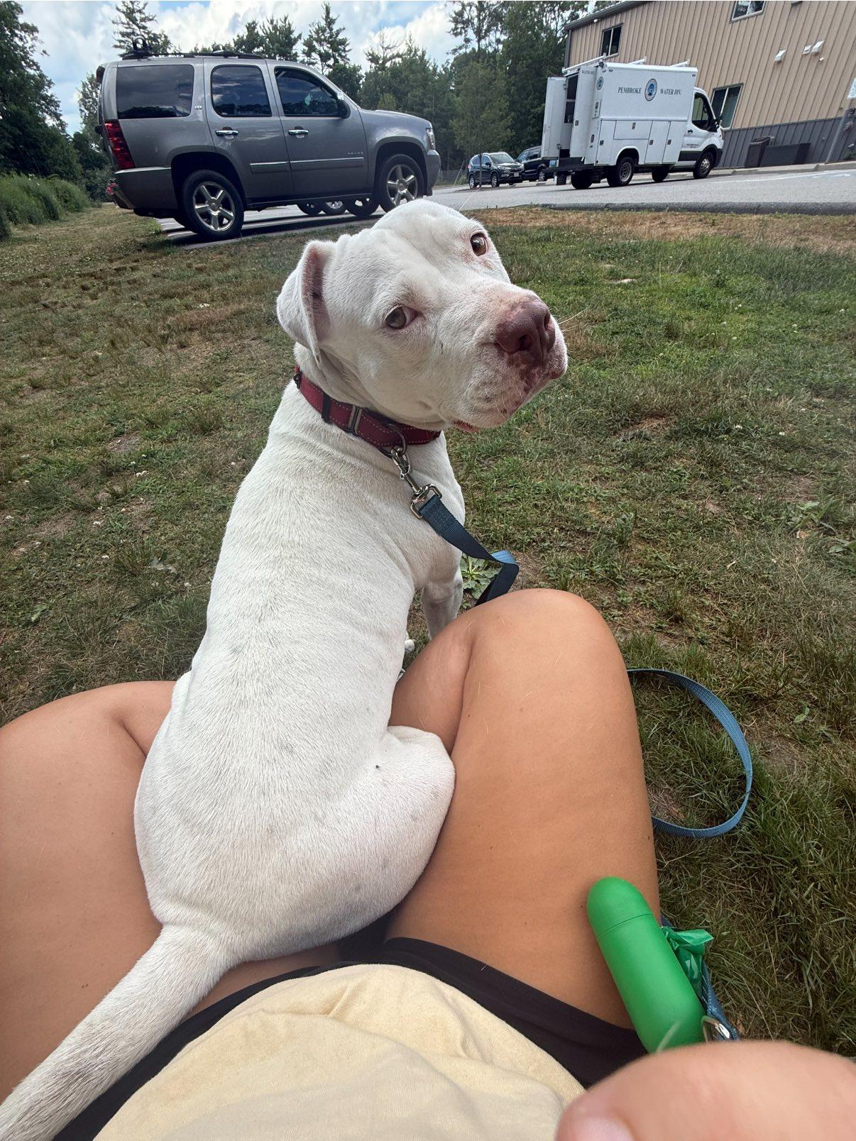 Luna, a Adoptable mixed breed in Pembroke, MA image 3/4