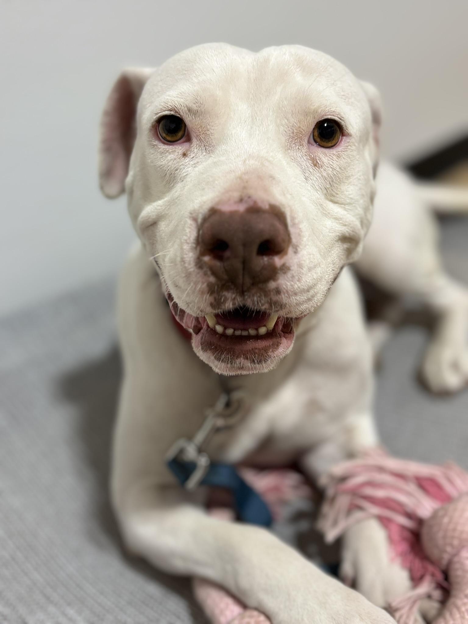 Luna, a Adoptable mixed breed in Pembroke, MA image 4/4