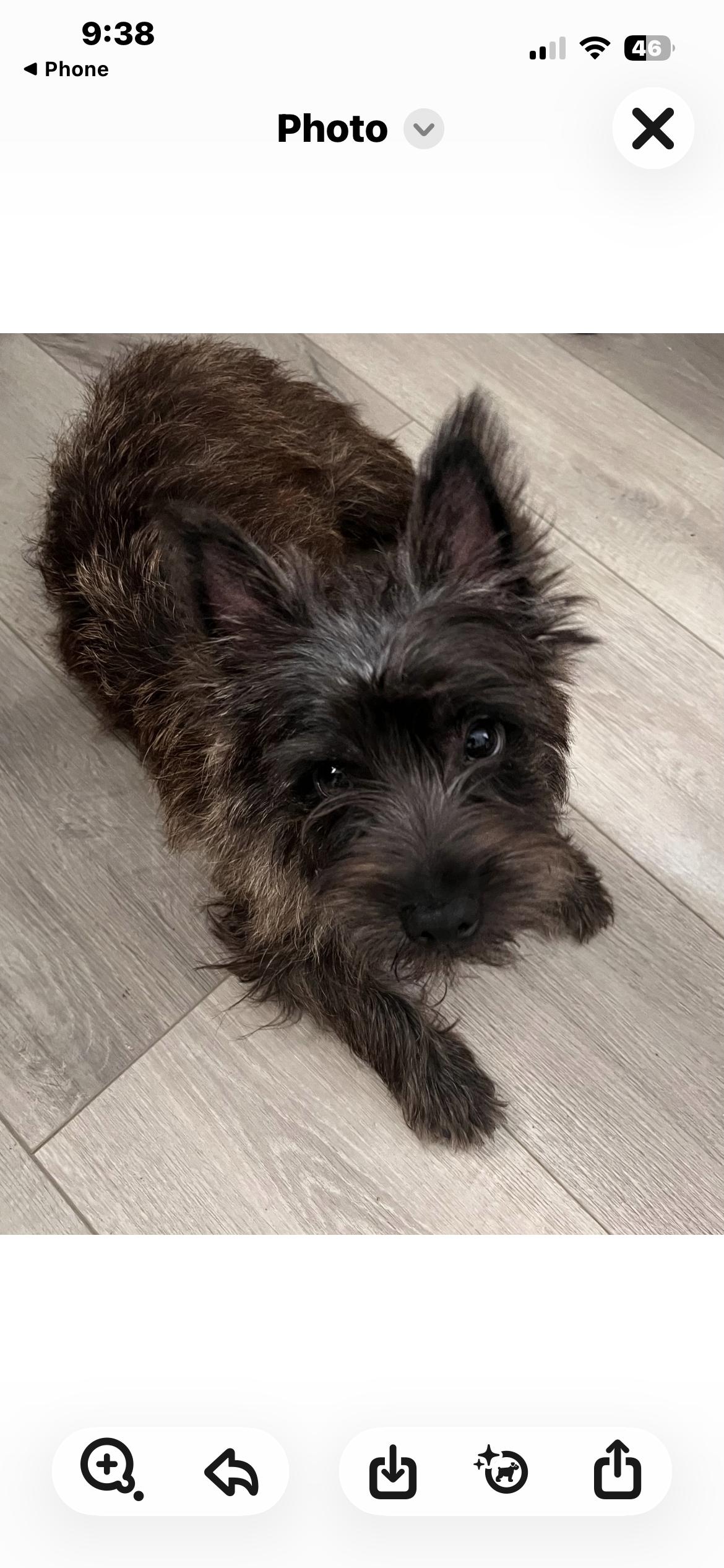 Enlarge Charlie, a Adopted Cairn Terrier in Plano, TX image 2/2