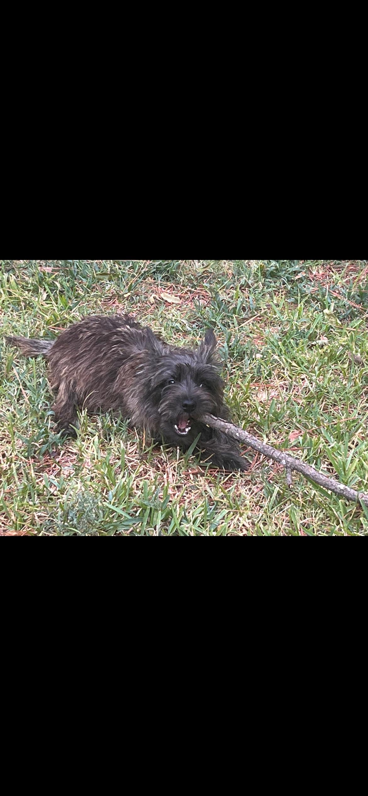 Charlie, Adopted, Young Male Cairn Terrier.