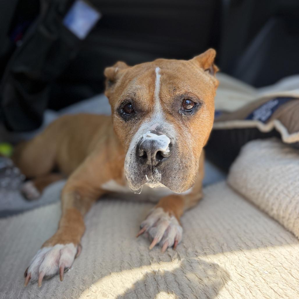 Abuelita, Adoptable, Senior Female Mixed Breed.