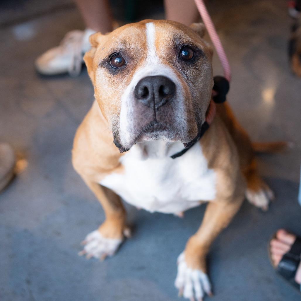 Enlarge Abuelita, a Adoptable mixed breed in Fayetteville, AR image 2/4