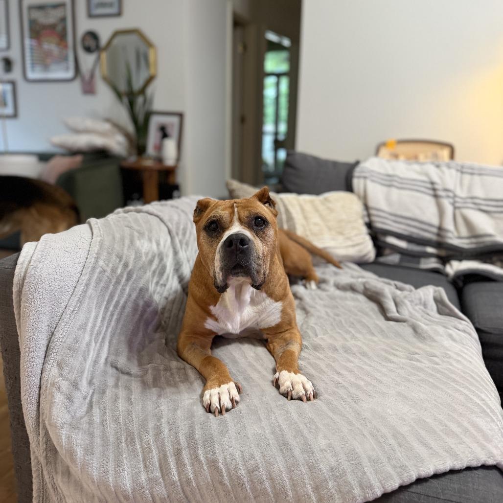Enlarge Abuelita, a Adoptable mixed breed in Fayetteville, AR image 3/5