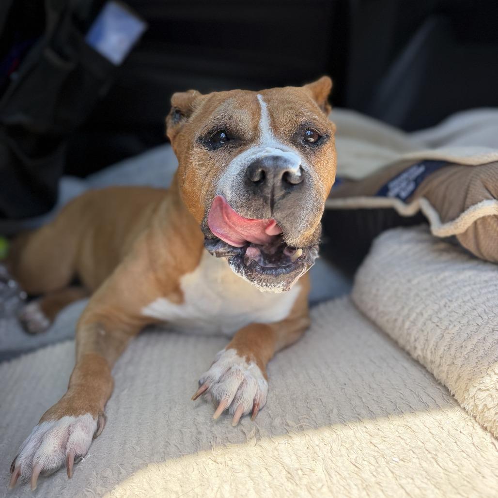 Abuelita, a Adoptable Mixed Breed in Fayetteville, AR image 2/3