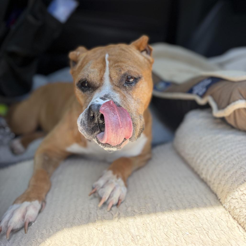 Abuelita, a Adoptable Mixed Breed in Fayetteville, AR image 3/3