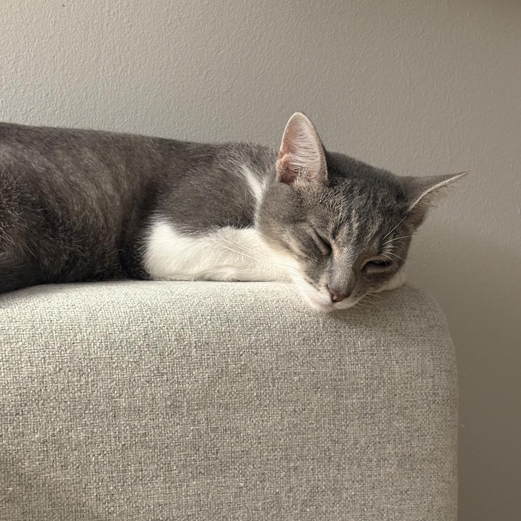 Lilypad, Adoptable, Young Female Domestic Short Hair.