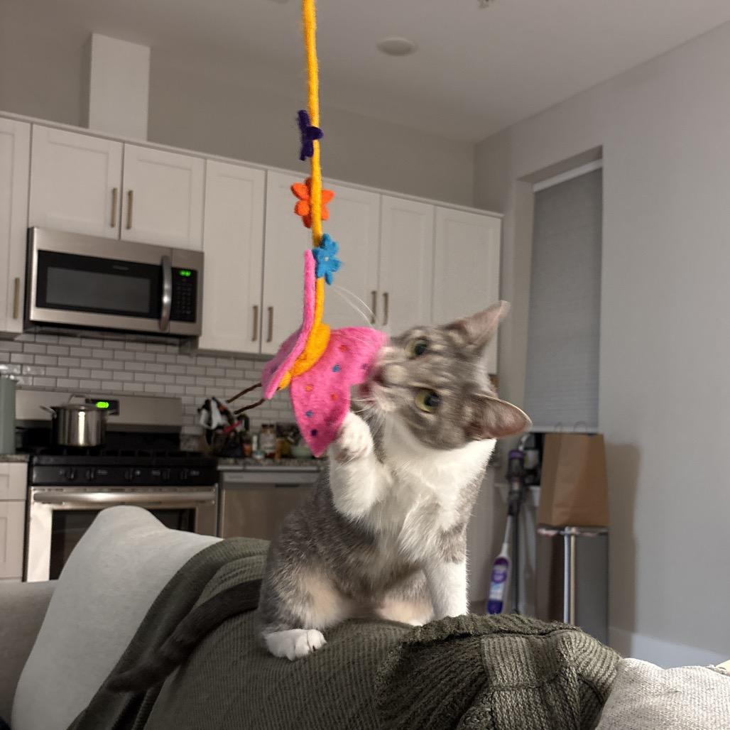 Enlarge Lilypad, a Adoptable Domestic Short Hair in Jarrettsville, MD image 2/6