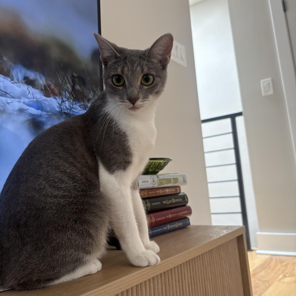 Enlarge Lilypad, a Adoptable Domestic Short Hair in Jarrettsville, MD image 3/6
