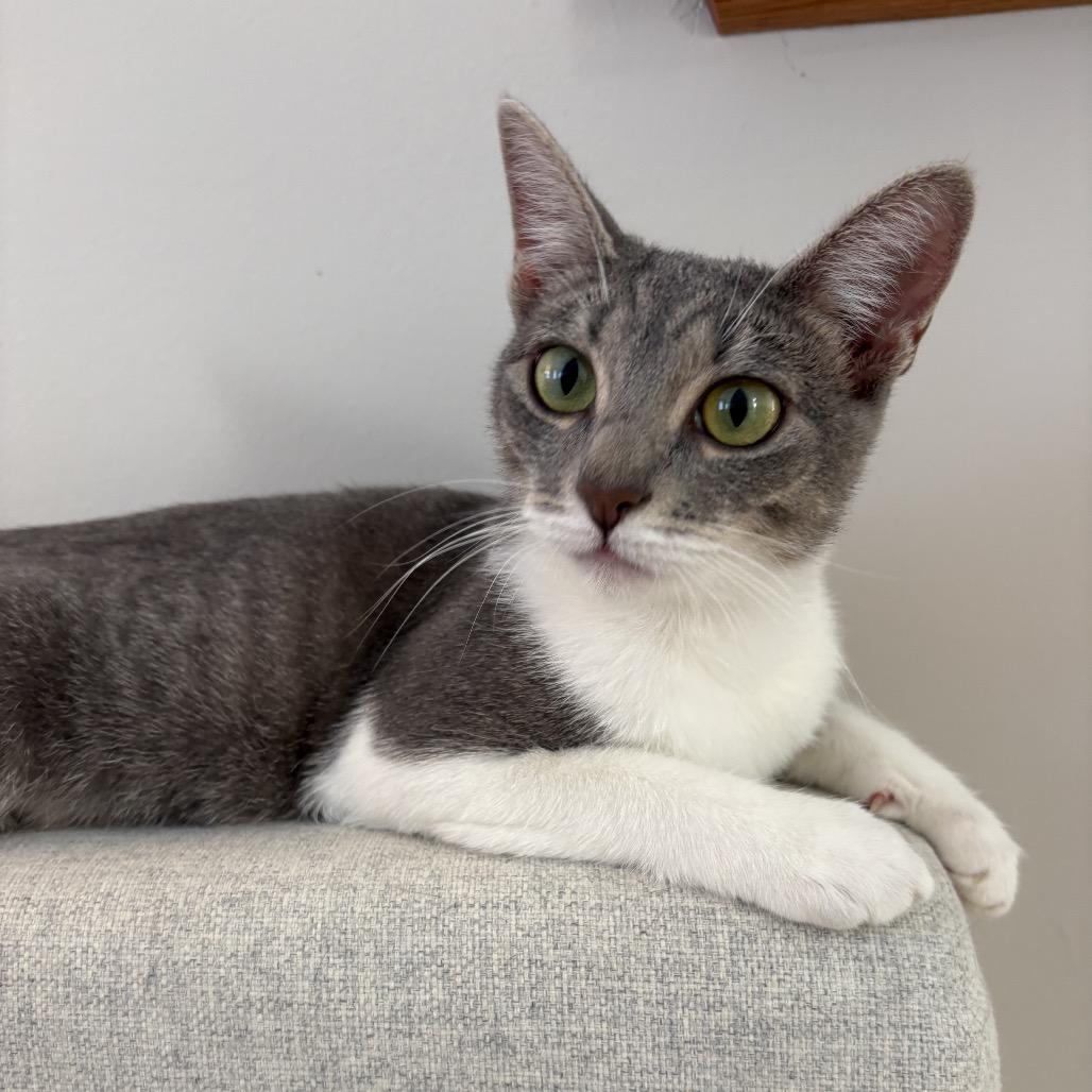 Enlarge Lilypad, a Adoptable Domestic Short Hair in Jarrettsville, MD image 4/6