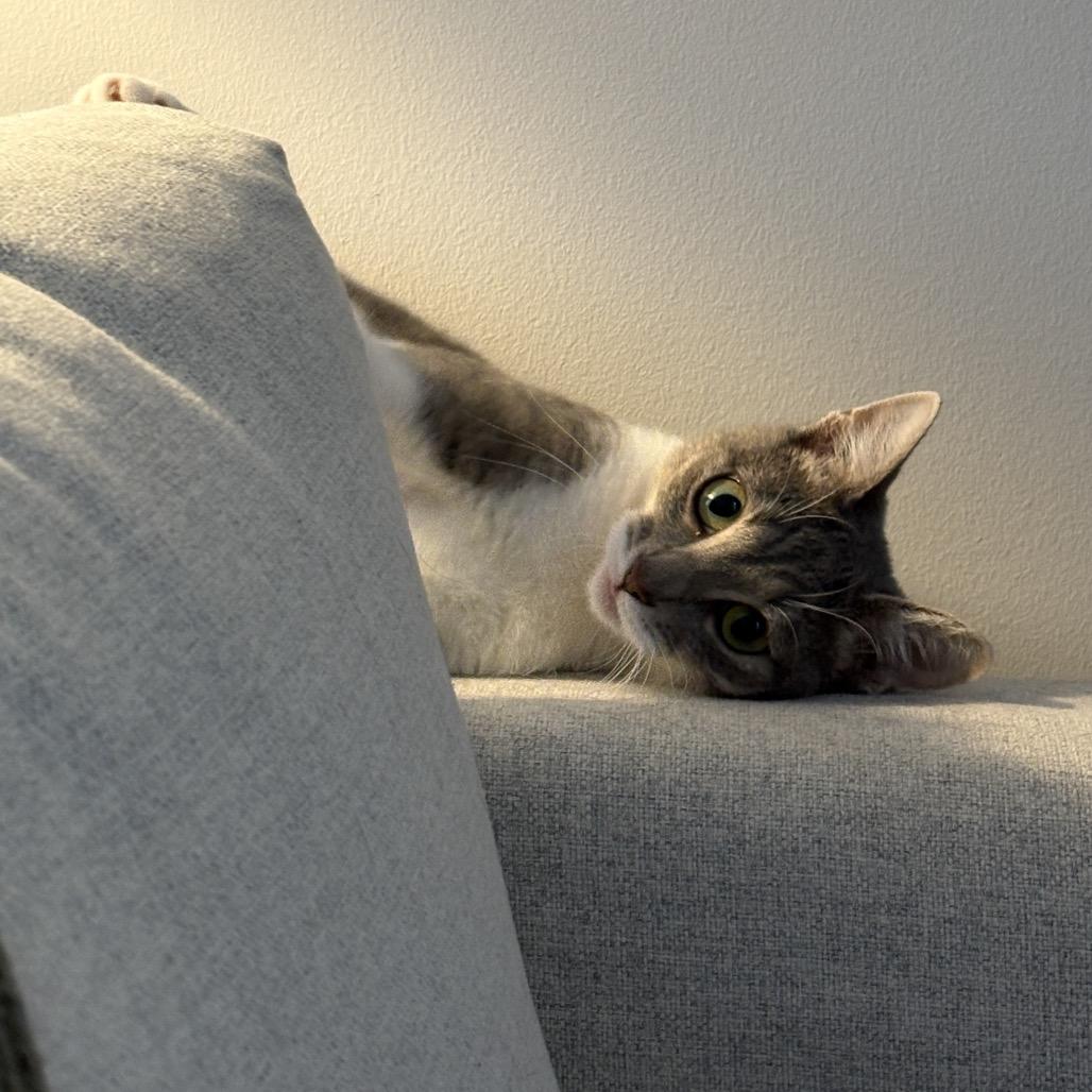 Enlarge Lilypad, a Adoptable Domestic Short Hair in Jarrettsville, MD image 5/6