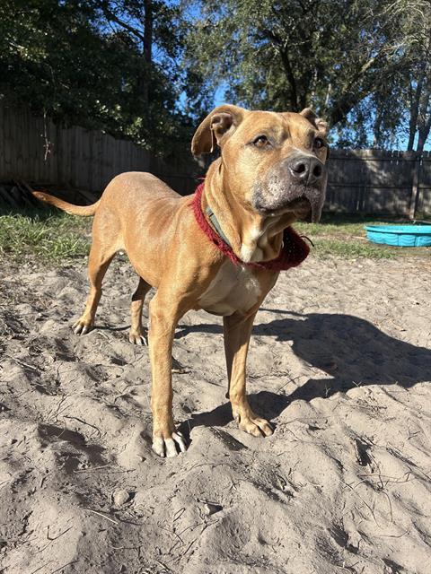 Enlarge BENTO, a Adoptable Mixed Breed in Jacksonville, FL image 1/2