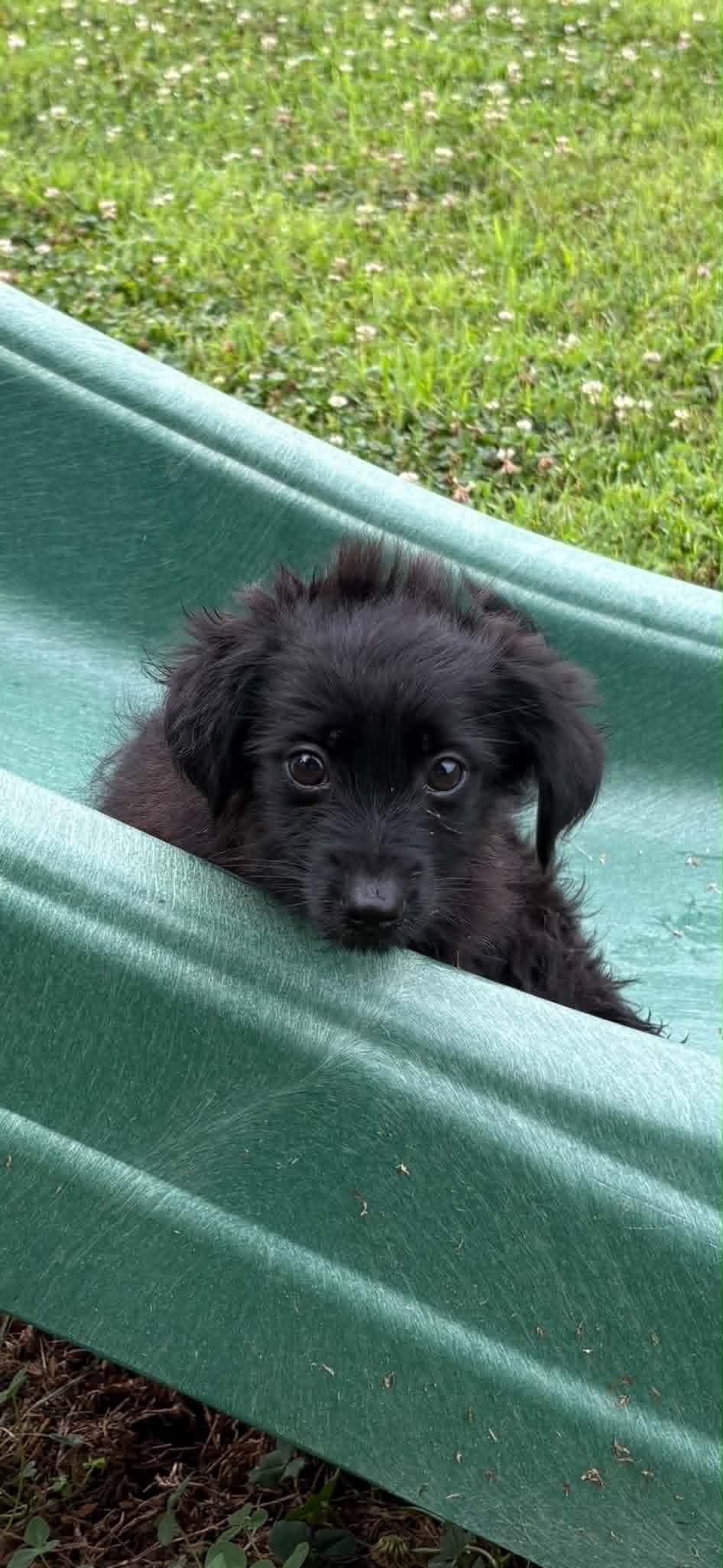 Sammy, an adopted mixed breed in Marlton, NJ image 2/5